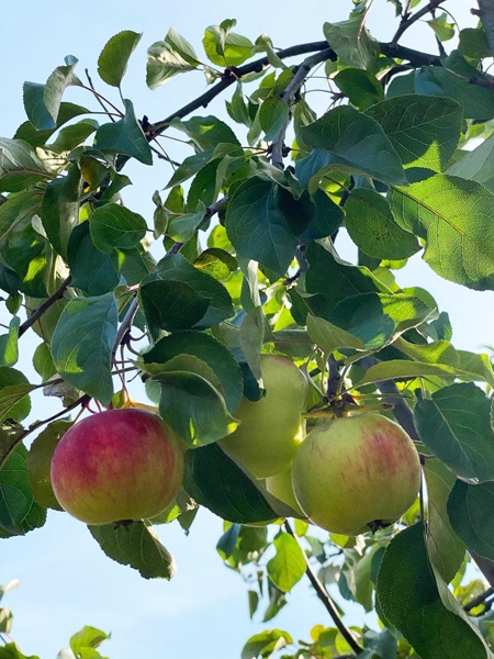 Яблоня плодовая (в ассортименте)
