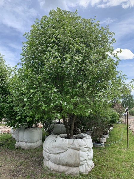 Саженцы боярышника крупноплодного в питомнике "Мега-сад"